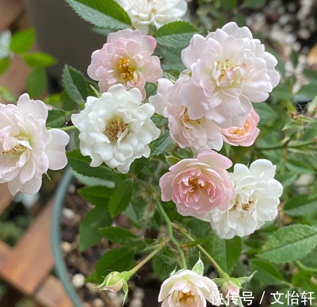 品种|100个月季品种,千姿百态,每个都很漂亮,图名并茂,值得收藏