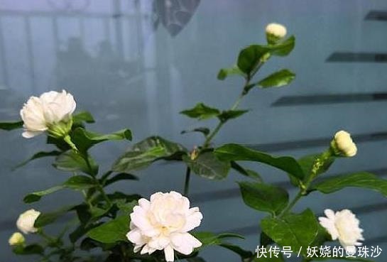修剪|养茉莉花,2个“时机”强修剪,植株矮壮,花量“暴增”!