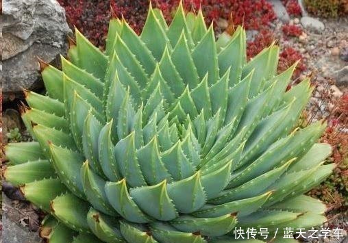 “价值”高的4种花，盆盆上千元，客厅养1盆，比啥花卉都强！