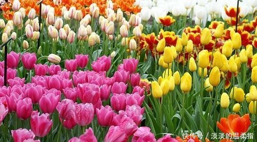 世界上最珍贵的花,其中一些花,比金子还要值钱,有你知道的吗