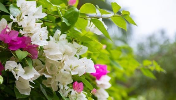 茉莉花|6种北方不适合养的花卉，技术不到位容易死，非高手就不要考虑了