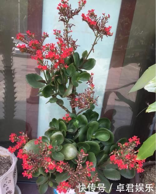 养这三种花,盆越小,开的花越多,放大盆还容易死