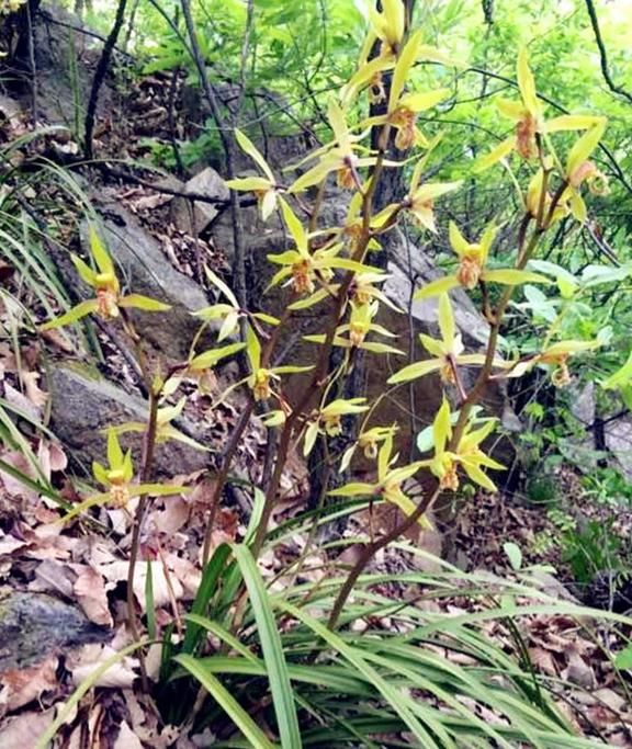 农村兰花常年不施肥，照样生长旺盛，原来是因为这个东西