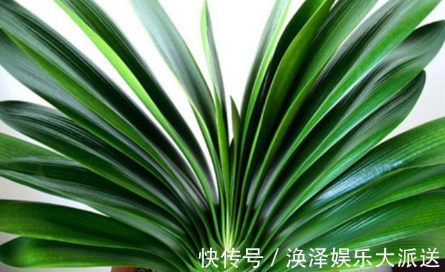 养殖|夏天给君子兰浇水有讲究,掌握几个技巧,不烂根,叶片绿