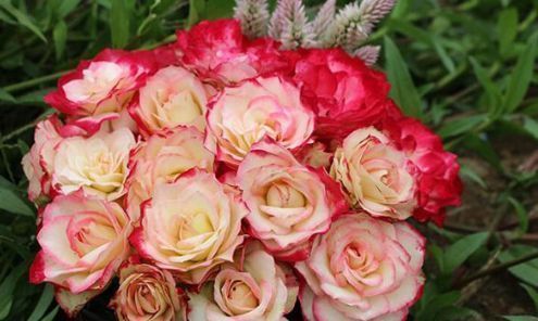 喜欢菊花,不如养“高端玫瑰”摩纳哥公爵,花型秀美,缭绕飘舞!