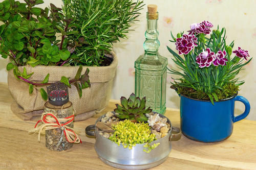 家里这3处位置不要养花，吊兰、绿萝再好养，也会黄叶活不了