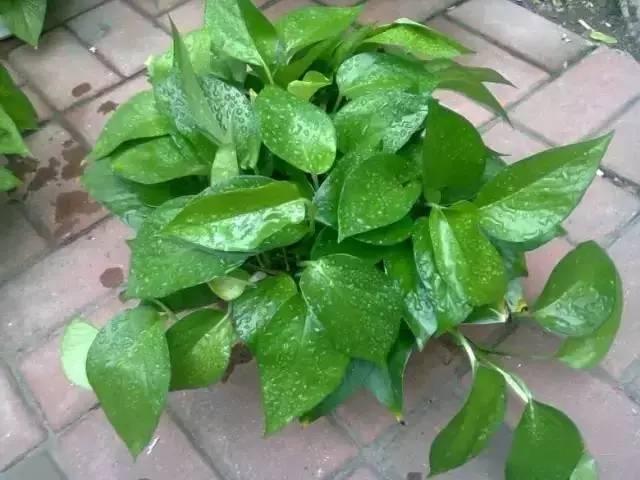 植物|快死的花卉这样做,能轻松起死回生!