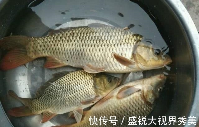 鲤鱼|野钓窝料不可以随便打,选择合适的鱼情很重要