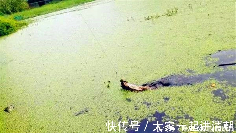 繁殖期|夏天钓黑鱼,民间手竿钓法的操作要点,钓组简单到没浮漂没铅坠