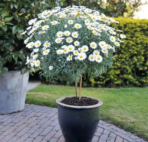 用盆栽苗培育的玛格丽特，叶子长得像茼蒿，如何安全度夏？