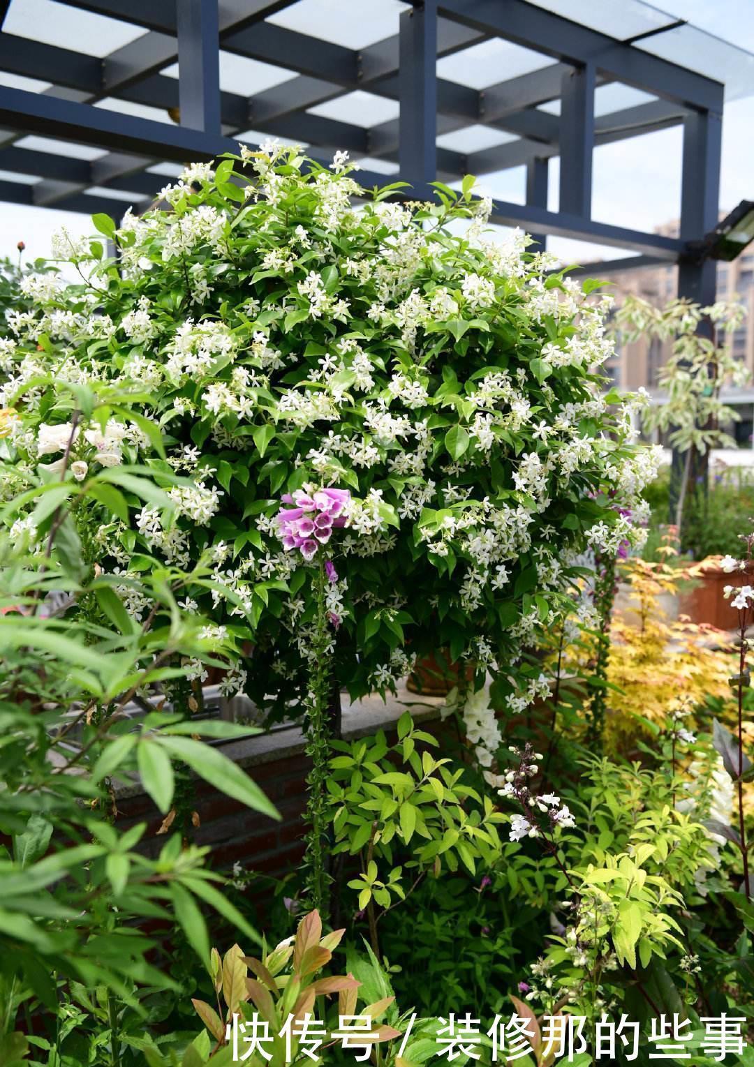 常见的几款花,管理简单好嫁接,修修剪剪就能变成大花团