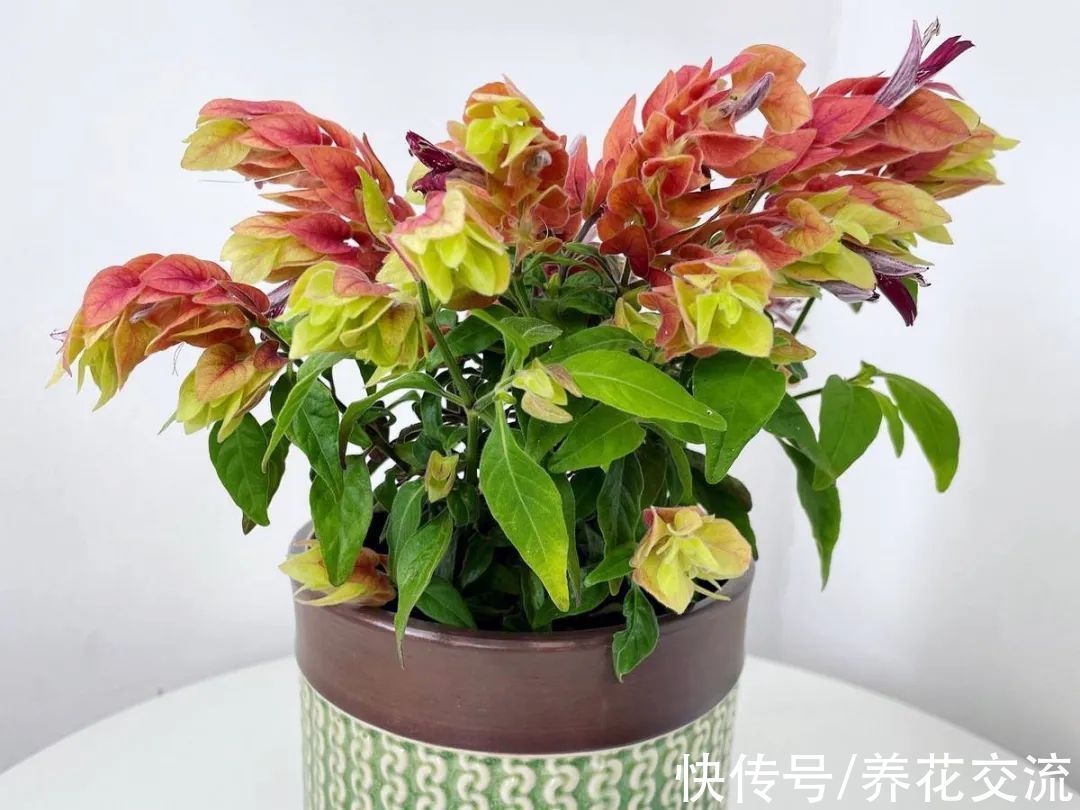 室内|15种可以在窗台上开花灿烂的室内盆栽,有散射光就能正常开花