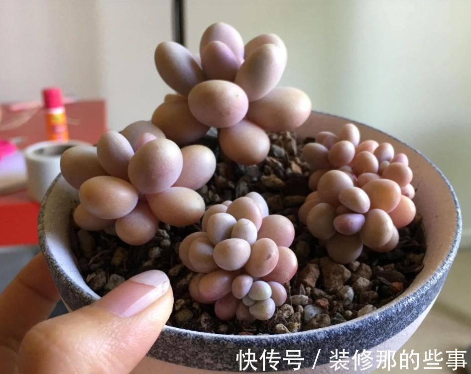 多肉植物里的“仙女”桃蛋，居家盆栽，该注意什么地方？