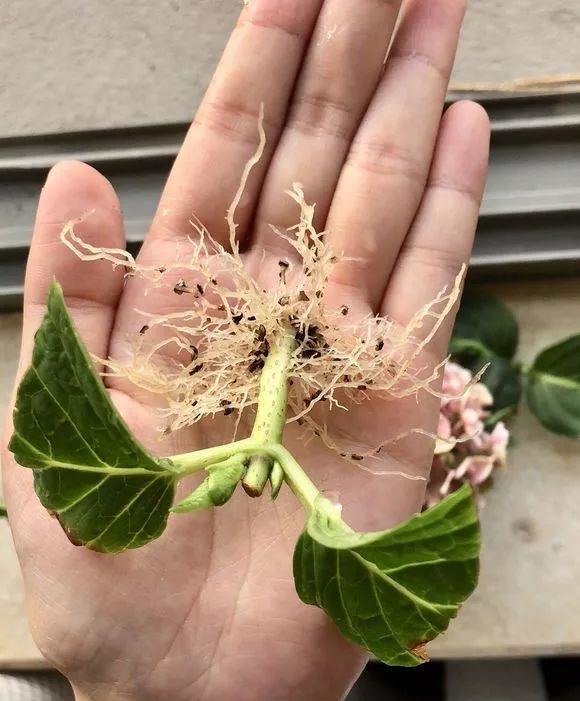 浇花|一毛钱的小东西,碾碎了浇花长势壮,扦插生根快,开花一倍