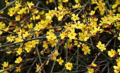 有个小院子,定要种上6种花,皮实又好养,长成传家宝!