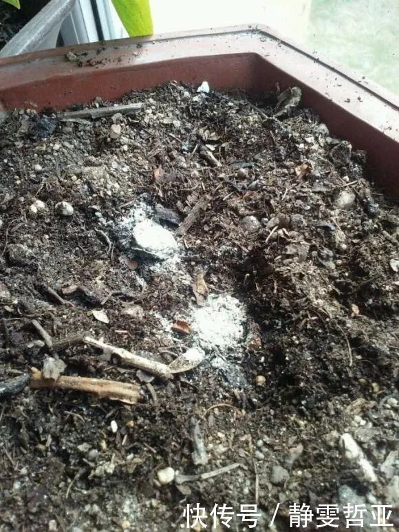 虎皮兰,红掌,吊兰养成老桩，变成大树，真壮观