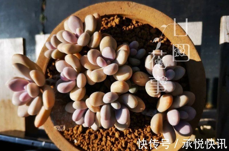 根系|多肉“控养”有前提,“3要4不”别做反,错了变瘦,对了肥美