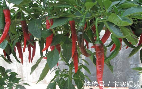 种菜|她在花盆里种了棵辣椒,一年能结7、8斤,第二年长成盆景,又结果