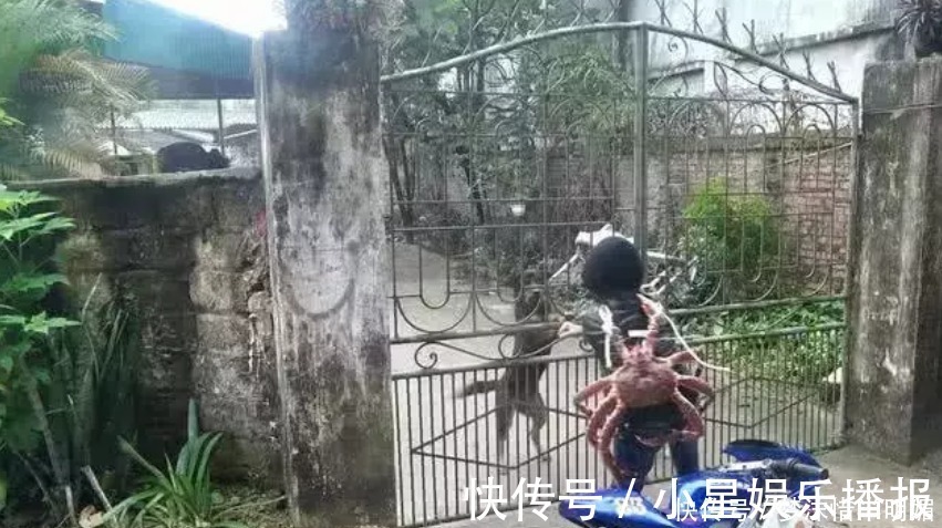 书包|远看一小孩背着“螃蟹书包”,走进才知,这是个20多斤的帝王蟹