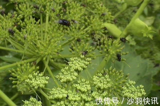 伞形科|乡下这种野草，具有“长生不老之功效”，价值极高，你认识它吗