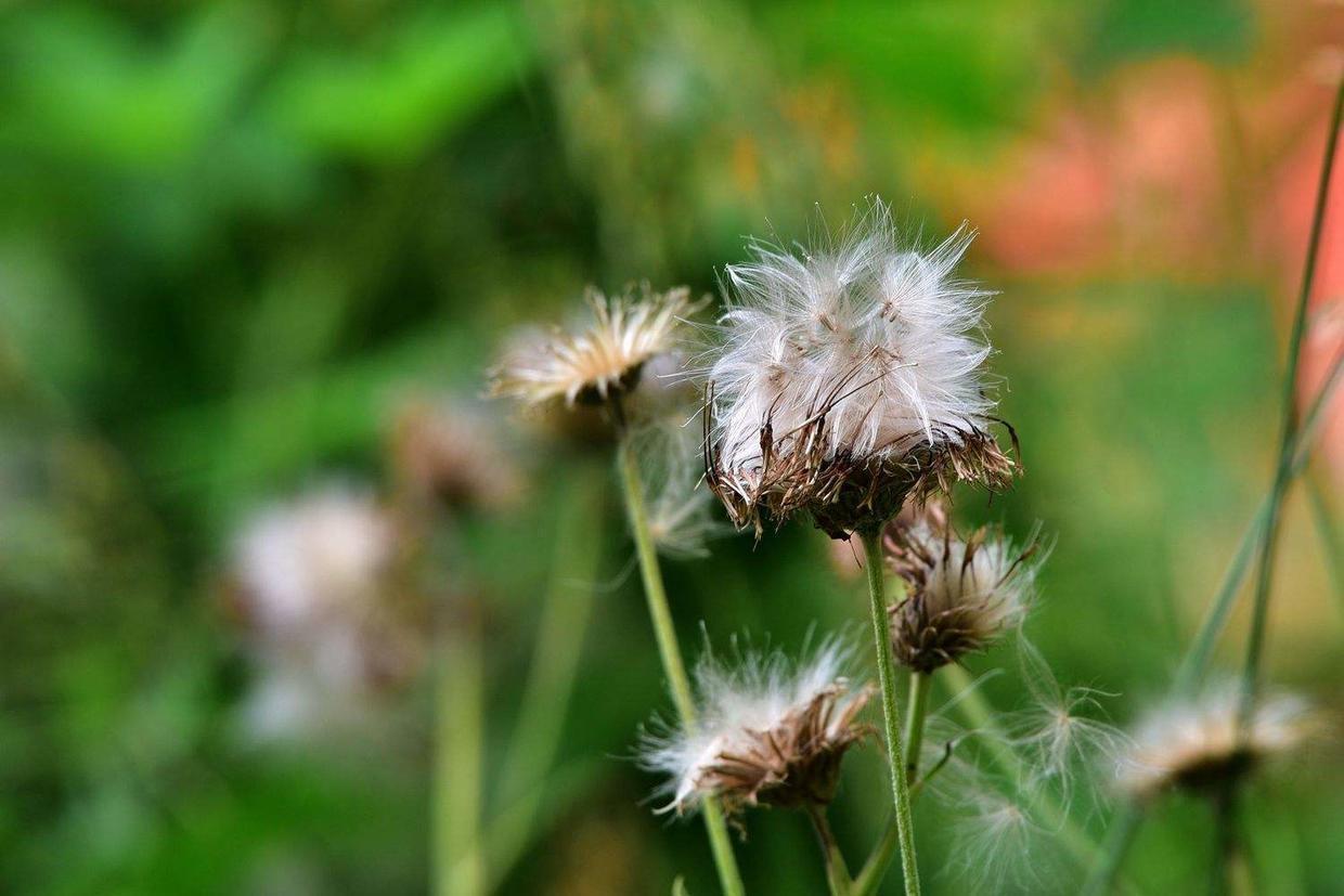 野菜长得比盆栽还美,还有神奇作用,农村小孩最喜欢!