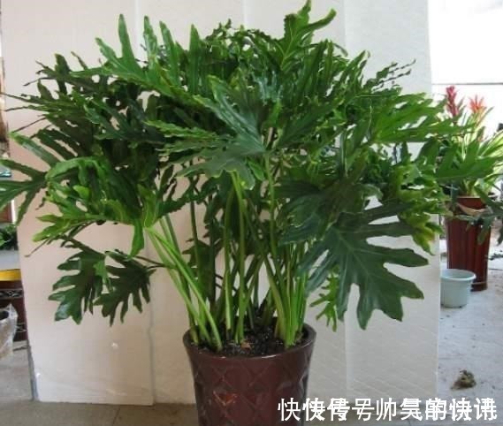 5种健康花,家里养一盆,大气高雅净化力强,福寿齐聚寓意好