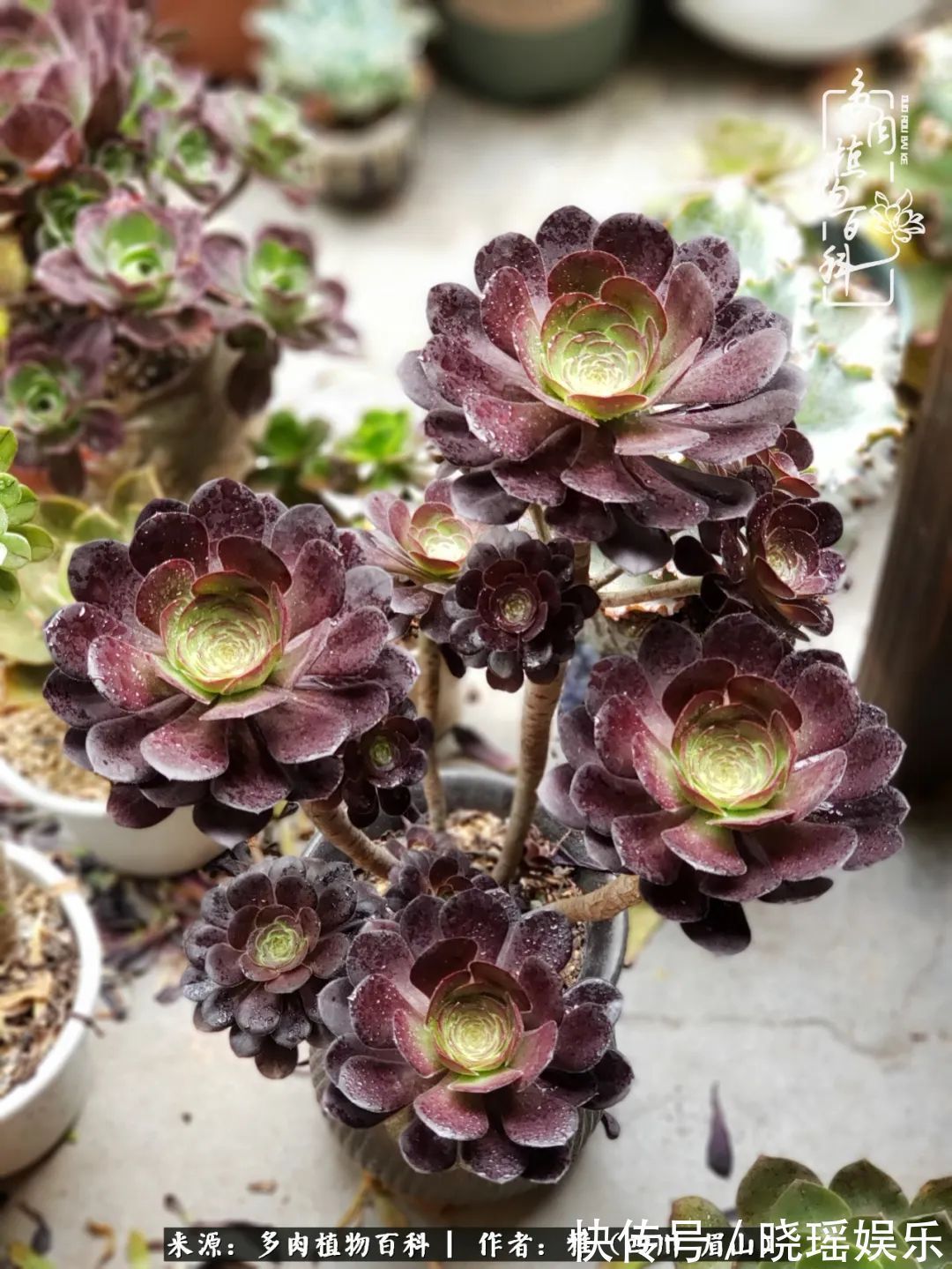 万圣节|养多肉六年,从痴迷到佛系,世事漫随流水,唯有喜爱永恒!