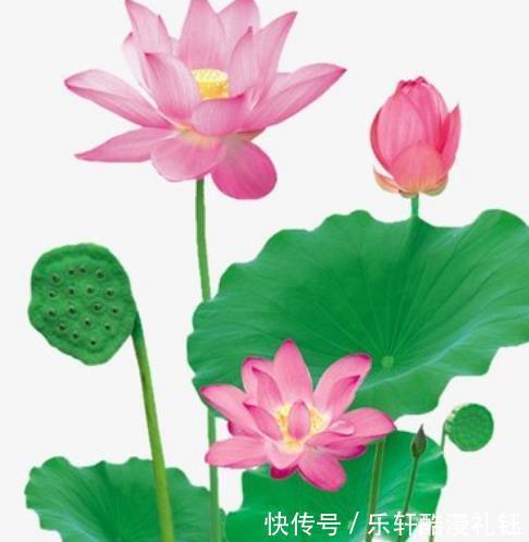 生肖鸡|12月份运势大涨，4属相事业节节攀升，财源滚滚来，生活更精彩