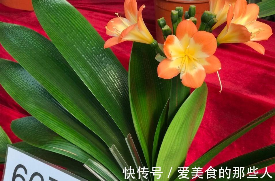 君子兰一般几月开花