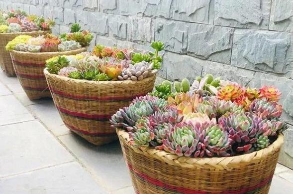 叶插多肉技巧分享掌握4个要点，一片叶子就能生根发芽成株