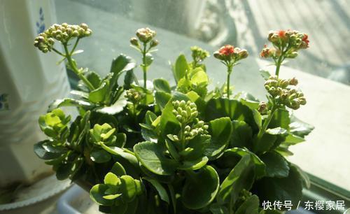 3种花，不能让它长成高个子，一长高就剪，越剪越值钱