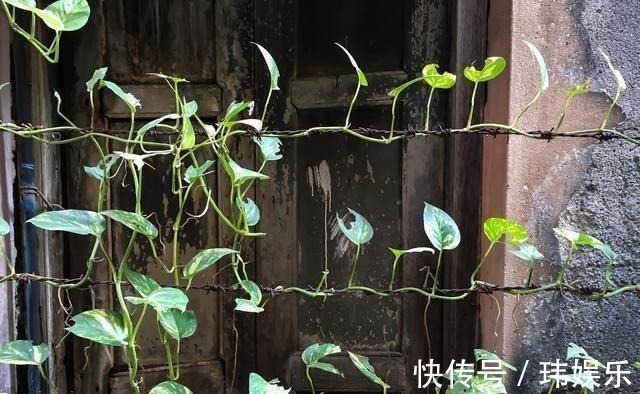 旱金莲|家里这些花卉吊起来养,既增加了观赏价值,又节省了养殖空间