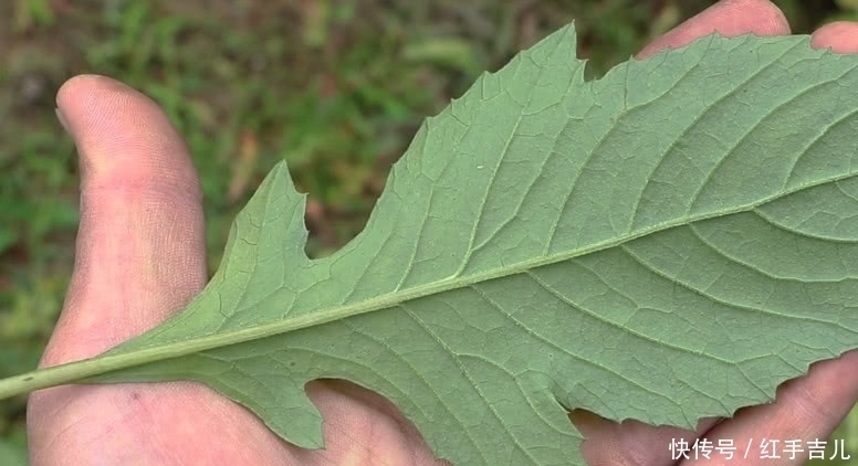 野草|从前饥荒少不了“它”,农村人看到就摘,既能当野菜吃还是好药材