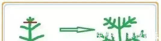 养花要“七分管、三分剪”,花卉如何修剪你一定要懂