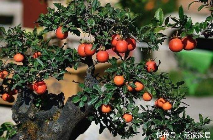 旺财|自带财运的4种花,寓意好、观赏性强,养客厅旺财又养人