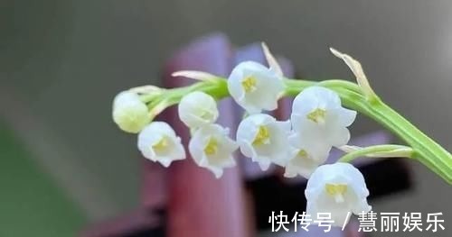 别把好东西当垃圾扔，这种东西养花特好使，后悔知道太晚了