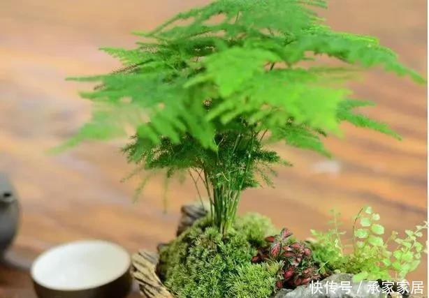 这2种花最“养人”,家里养1盆,空气清新,还杀菌