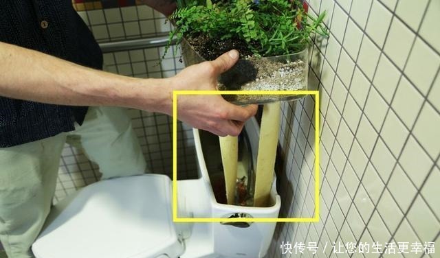 马桶盖一掀,水箱上种花除异味,垫上一条旧毛巾,一整年不要浇水!