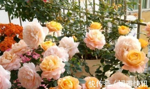 这几种“拦财花”，再喜欢也不要放室内，有钱人扔都来不及！