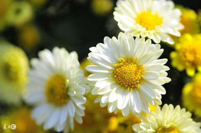 清热明目|菊花不但可以清热明目、防高血脂,还有很多你不清楚的作用