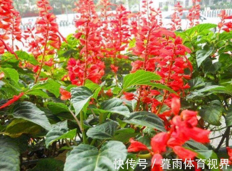 4种漂亮花，好打理易爆盆，花开媲美玫瑰，花朵姿态万千，美