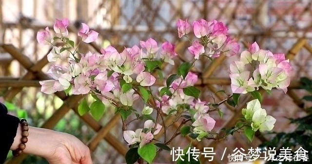 4种花,赶紧搬出去养,风吹加日晒,早早冒“花芽”