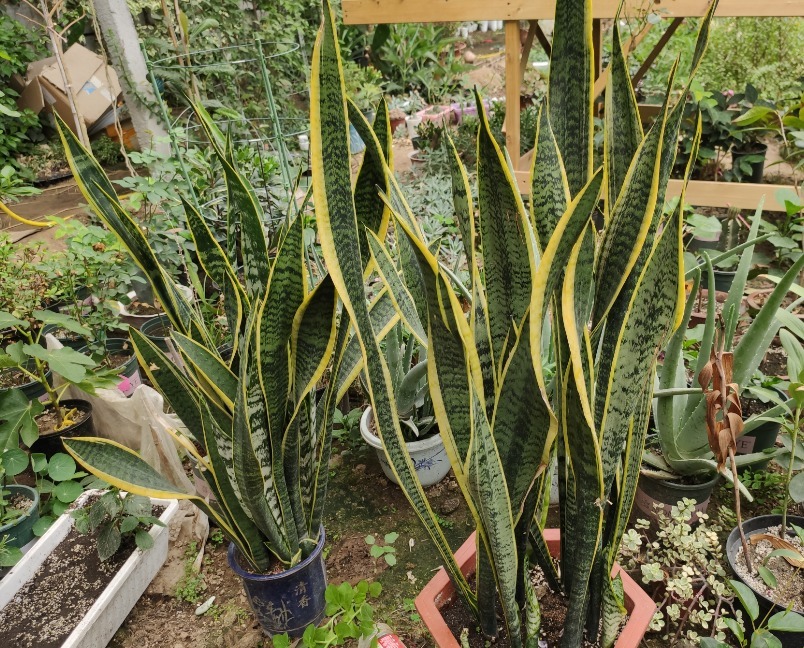 光照|虎皮兰不敢浇水多做好3个前提条件,怎么浇水都行,不会烂根