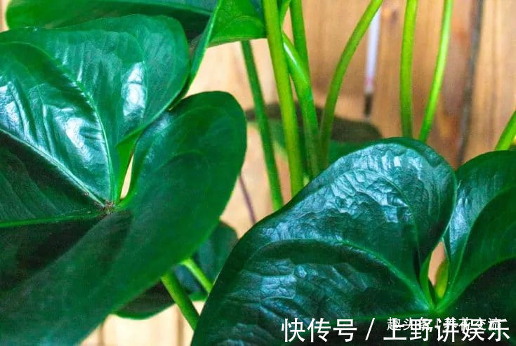 红掌养了大半年不见长，还有黄叶病叶，处理都简单，想开花就难了