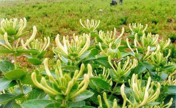 感冒药|天然的感冒药终于找到了,开水加“它”泡,嗓子不疼,咳嗽不再扰