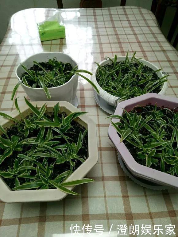 5种花快扦插,生根超快,1周长出大白根,新手也能插得活