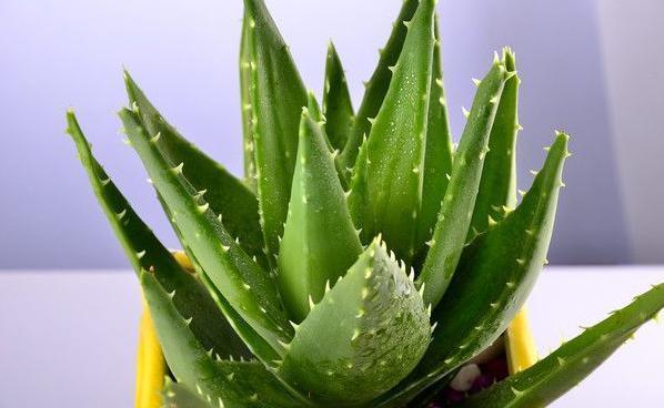 夏天养芦荟,浇水很重要,正确的浇水方法能避免芦荟黑腐化水