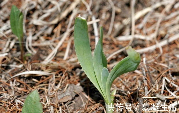 吃法|68种野菜图片,教你认识不同的野菜和吃法,你想要的野菜这里都有