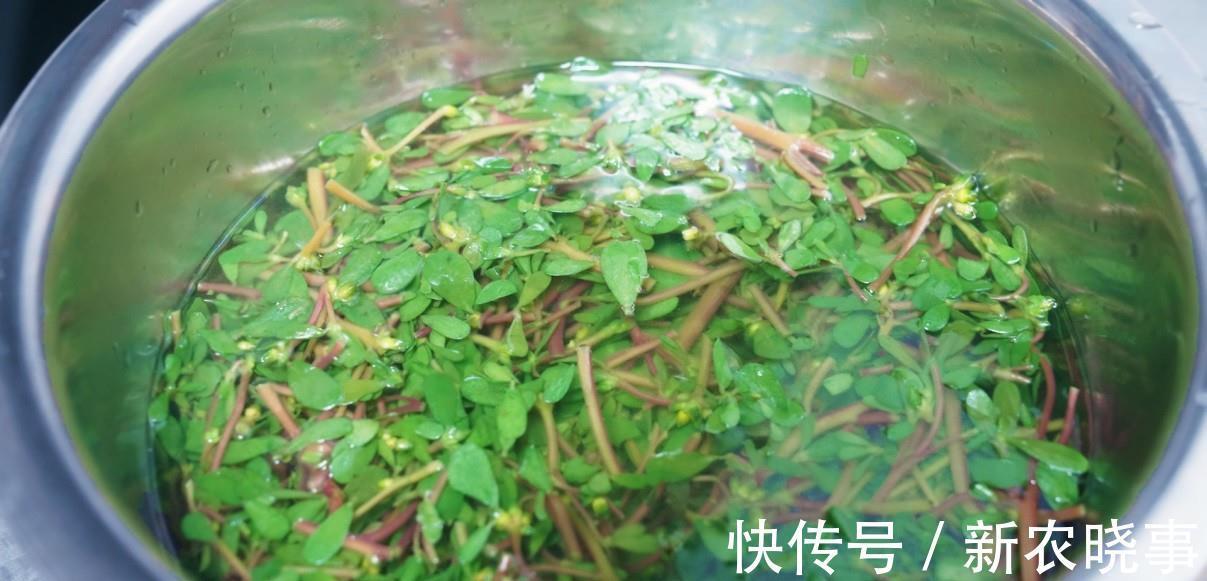 长命菜|遇到此菜我从不还价,碰运气才能买到,简单一做,就是一道特色菜
