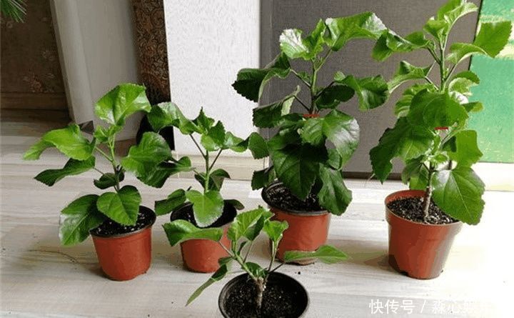 花期|两种花能开180天,8月养2盆天天有花看,真漂亮